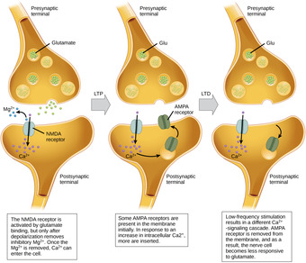 Long-term potentiation and depression