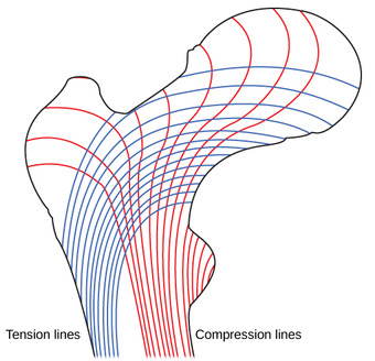 Arrangement of trabeculae in spongy bone