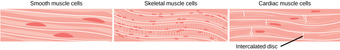 Types of muscle fibers