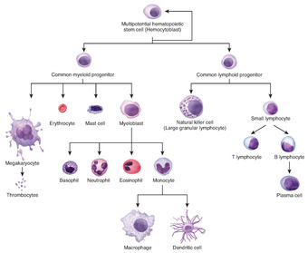 Hematopoiesis: the differentiation of multipotent cells