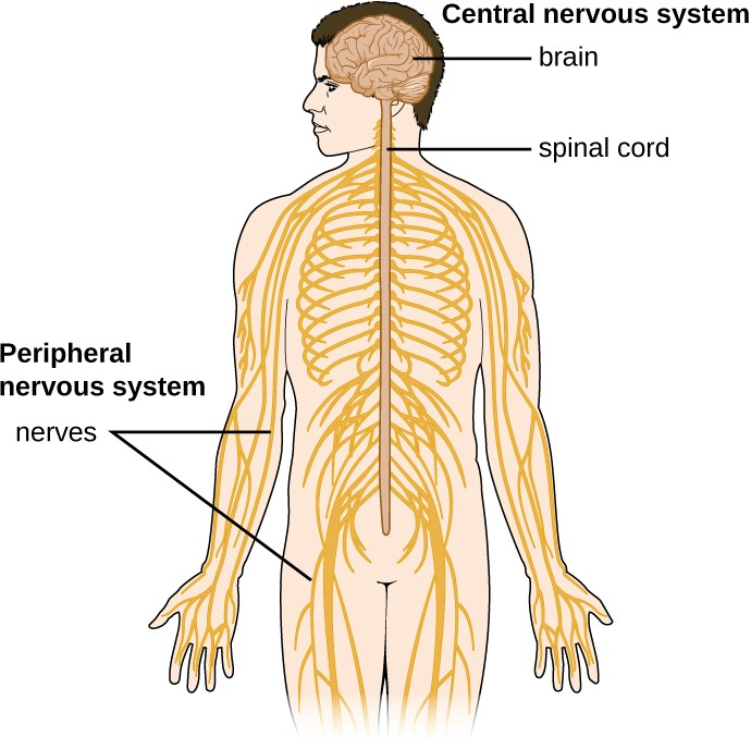 The essential components of the human nervous system are shown in this illustration. The central nervous system (CNS) consists of the brain and spinal cord. It connects to the peripheral nervous system (PNS), a network of nerves that extends throughout the body.