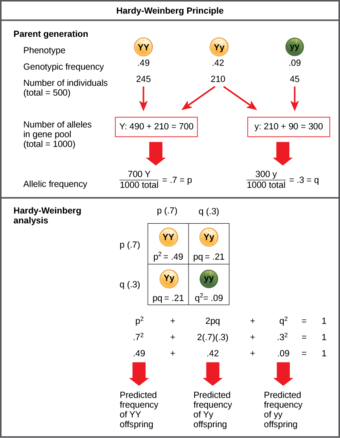The Hardy-Weinberg Principle