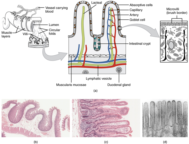 Histology of the small intestine. (a) The absorptive surface of the small intestine is vastly enlarged by the presence of circular folds, villi, and microvilli. (b) Micrograph of the circular folds. (c) Micrograph of the villi. (d) Electron micrograph of the microvilli.