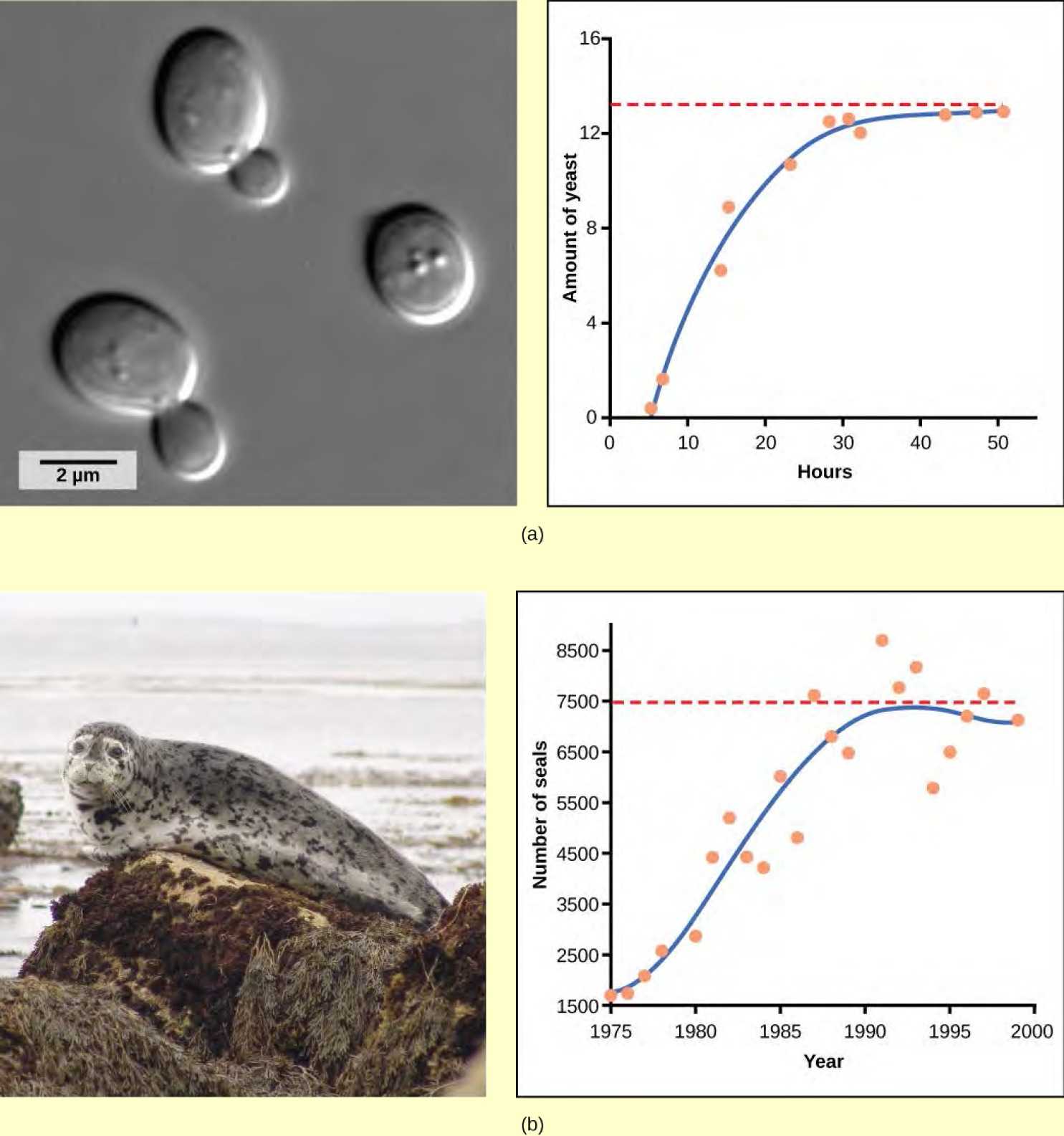  Graph (a) plots amount of yeast versus time of growth in hours. The curve rises steeply, and then plateaus at the carrying capacity. Data points tightly follow the curve. Graph (b) plots the number of harbor seals versus time in years. Again, the curve rises steeply then plateaus at the carrying capacity, but this time there is much more scatter in the data. A micrograph of yeast cells, which are oval in shape, and a photo of a harbor seal are shown.