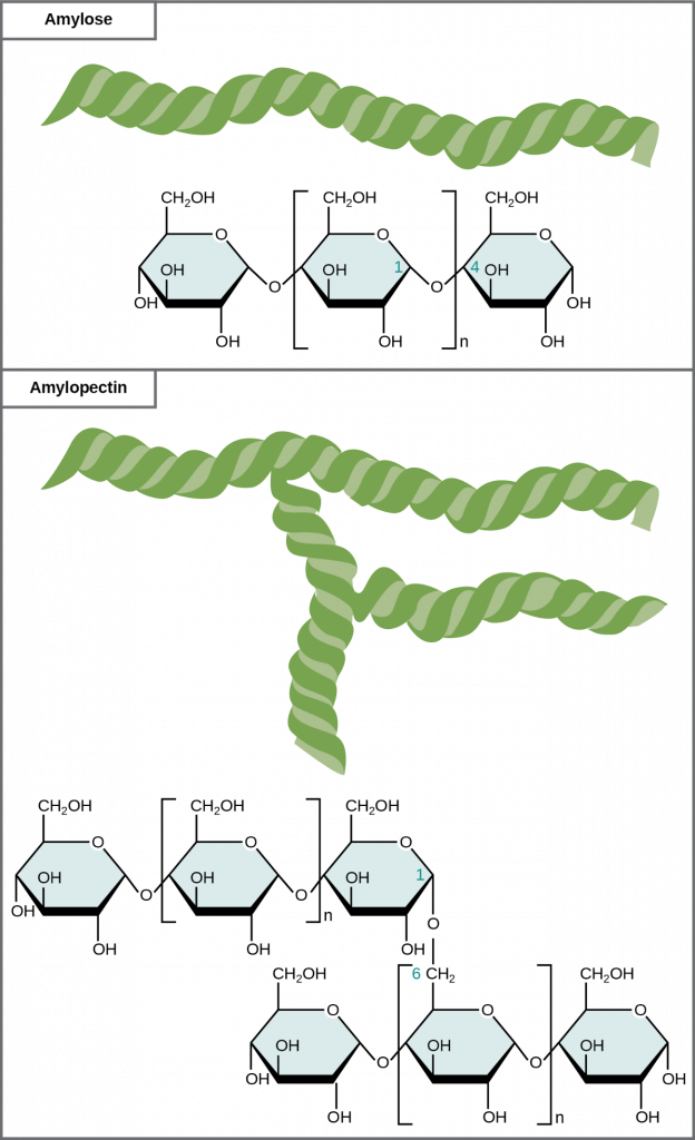 Starch forms