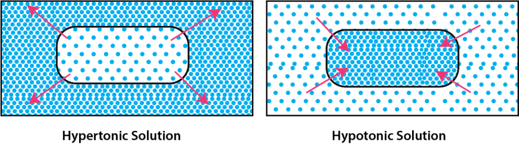 Hypertonic vs. Hypotonic Solutions. 