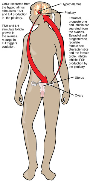 Regulation of the female reproductive system