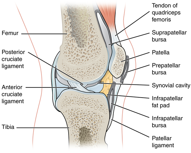 Diagram of Bursae