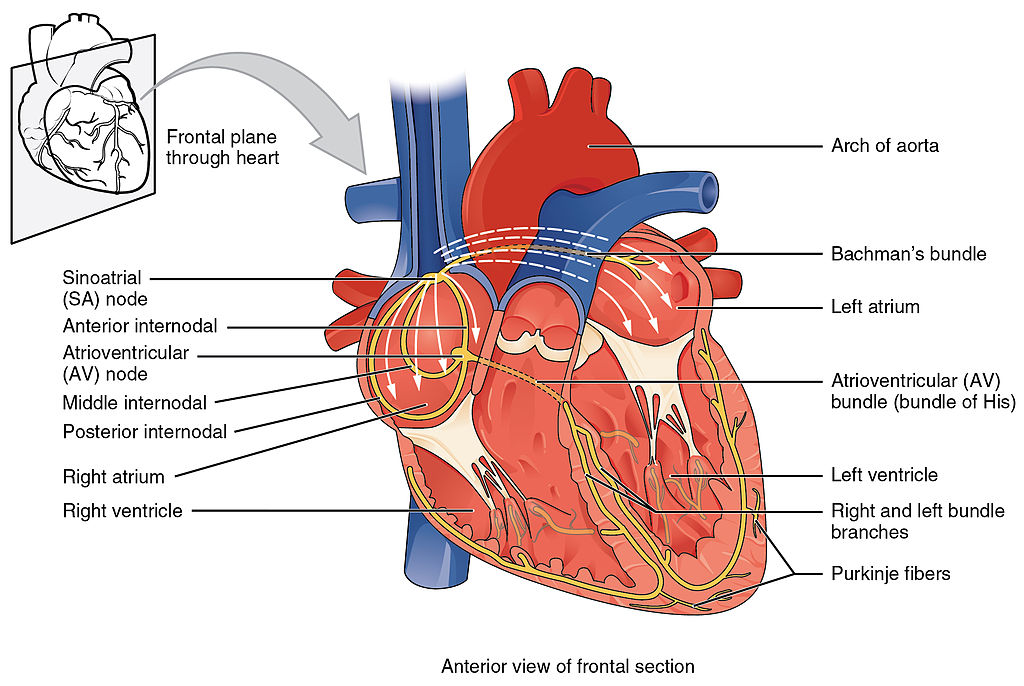 Specialized conducting components of the heart include the sinoatrial node, the internodal pathways, the atrioventricular node, the atrioventricular bundle, the right and left bundle branches, and the Purkinje fibers