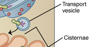 Transport Vesicles: Move substances between compartments inside cells