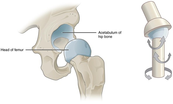 Multiaxial joint.