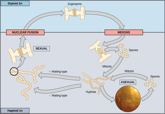 Haploid-Dominant Life Cycle