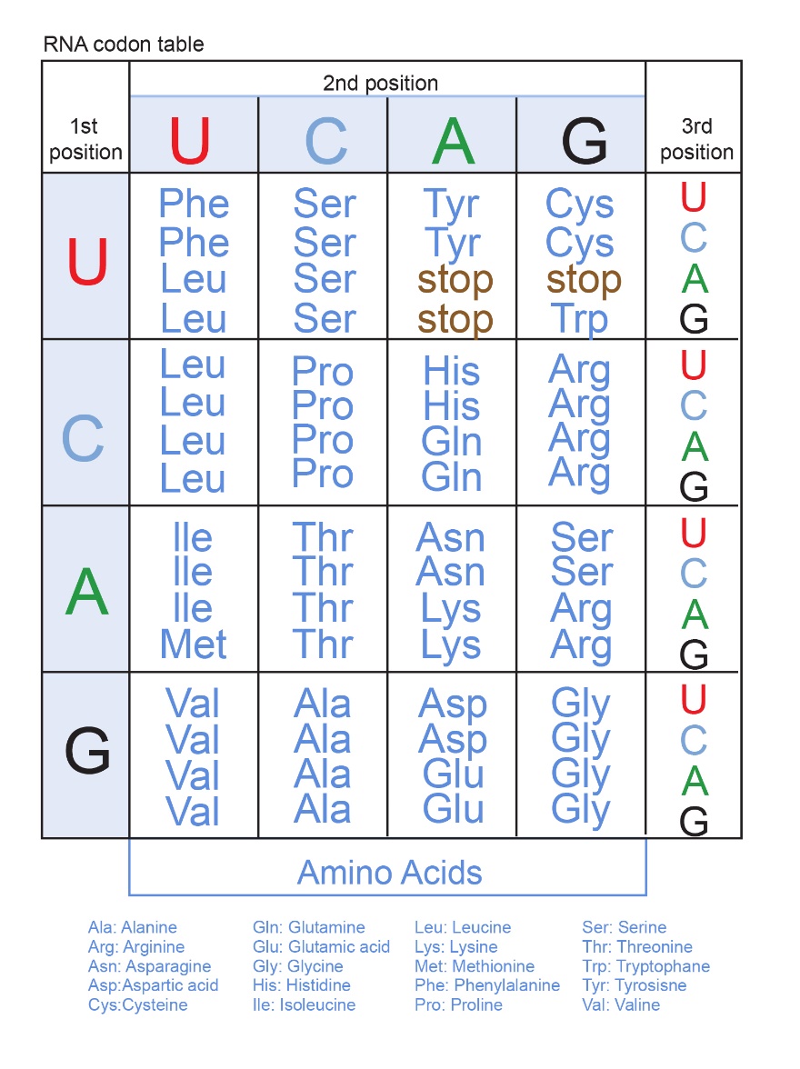 Figure 4.10 Table showing the genetic code. This is a three-way table showing all the codons and what amino acid each codon represents. Amino acids are named in the table by their abbreviation; see under the table for references. 