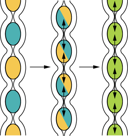 segmentation