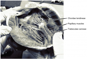 Chordae tendineae and papillary muscles