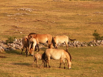 Przewalski's horses on the Asian steppes