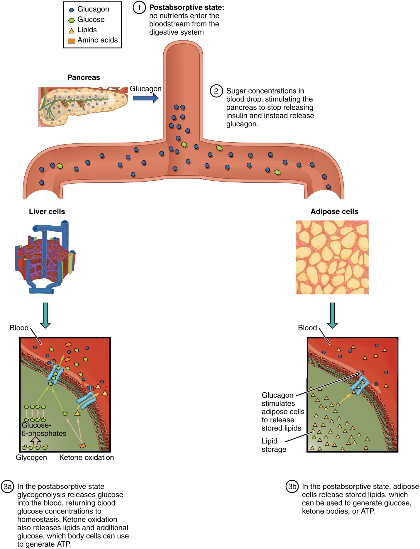 This figure shows the postabsorptive stage where no nutrients enter the blood stream from the digestive system and its effects of liver cells, muscle cells, and adipose cells.