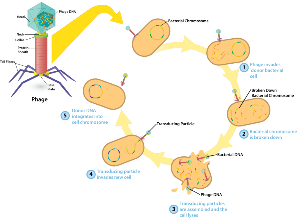 Generalized Transduction.