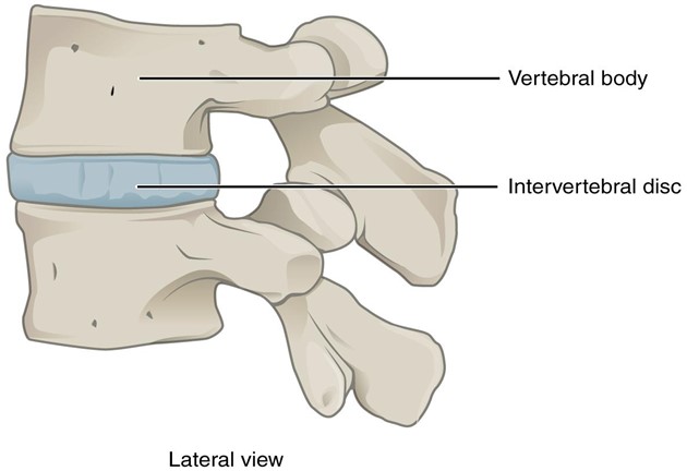 Intervertebral disc.