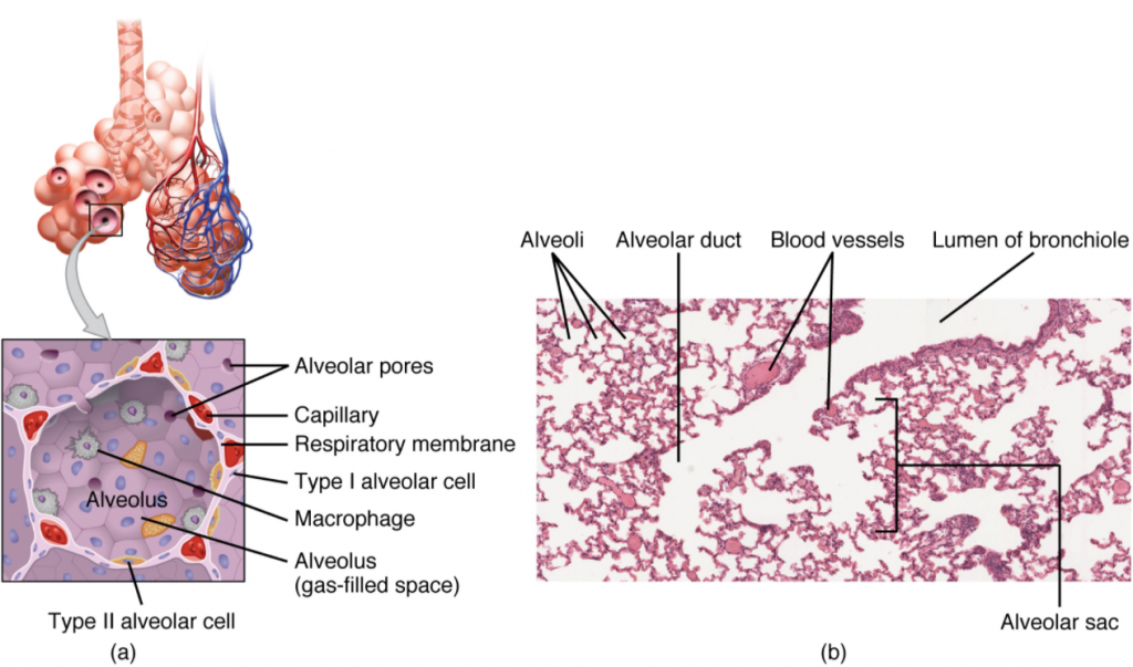 Structures of the respiratory zone. (a) The alveolus is responsible for gas exchange. (b) A micrograph shows the alveolar structures within lung tissue