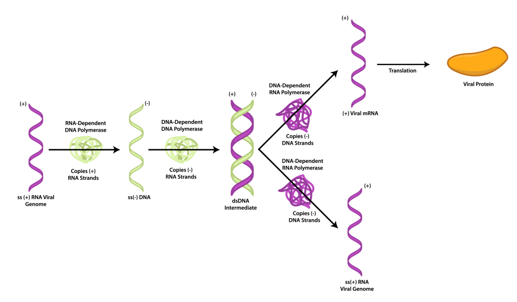 +ssRNA, retroviruses.