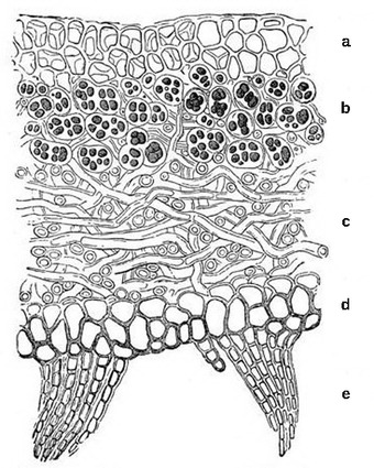 Thallus of lichen