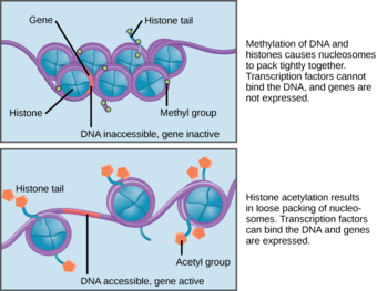 Nucleosomes can change position to allow transcription of genes