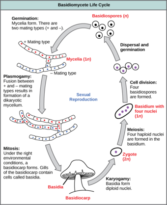 Lifecycle of a basidiomycete
