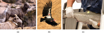 Mark and recapture is used to measure the population size of mobile animals.