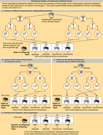 Inheritance Patterns of Unlinked and Linked Genes