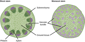 Vascular bundles