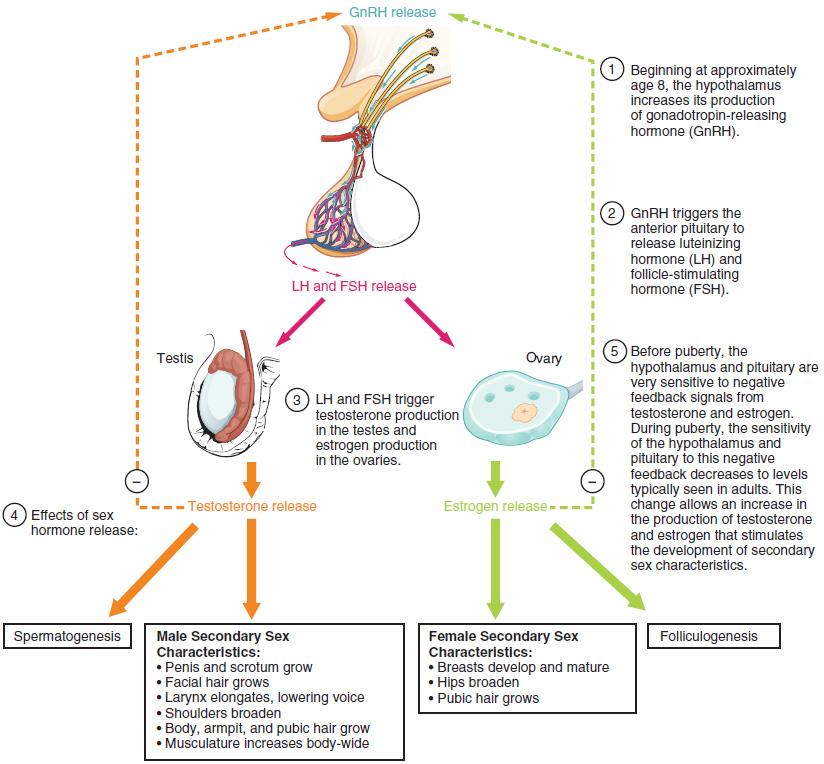 Hormones of puberty in a diagram