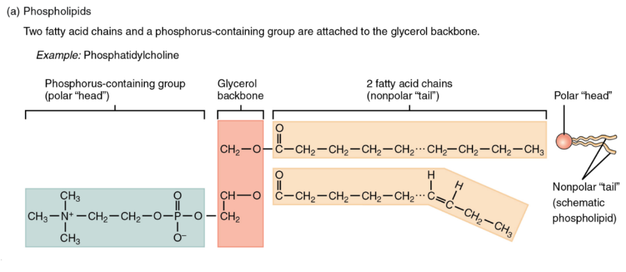 Figure 3.18 Phospholipids are composed of glycerol, two nonpolar hydrophobic “tails”, and a polar hydrophilic ”head”. Phospholipids are amphipathic molecules. 