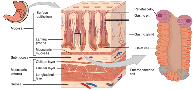 . Histology of the stomach