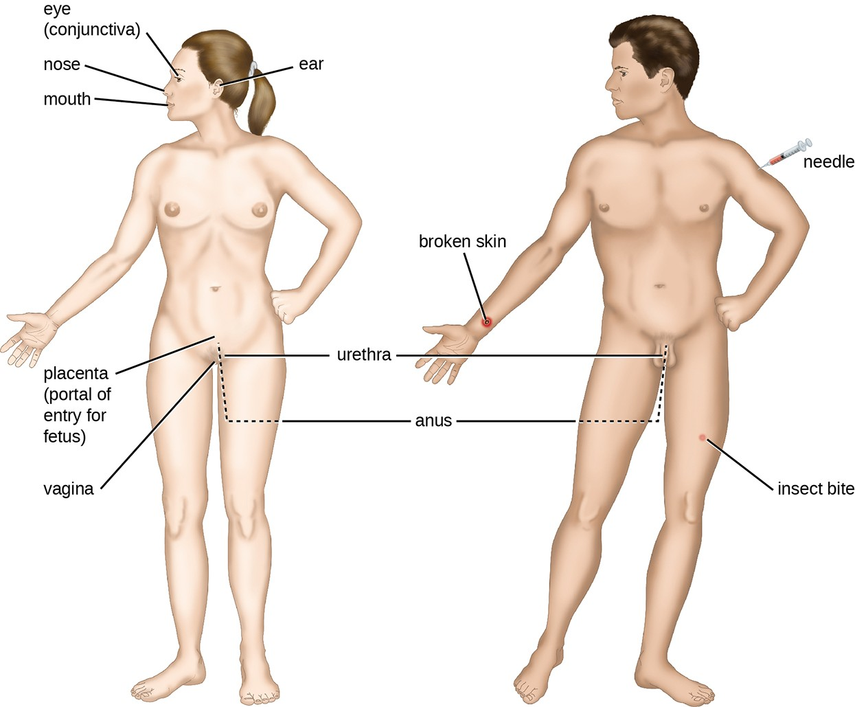 Shown are different portals of entry where pathogens can gain access into the body. With the exception of the placenta, many of these locations are directly exposed to the external environment.