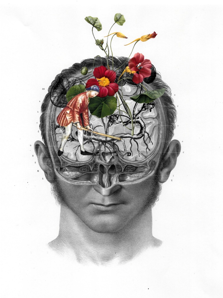 Inside a man’s head, there is a medieval farmer who is growing Canadian wild ginger.