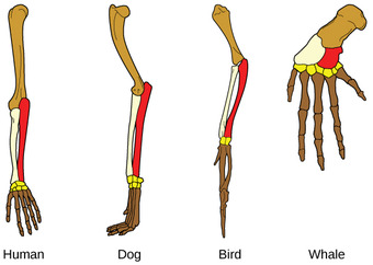 Common Ancestors