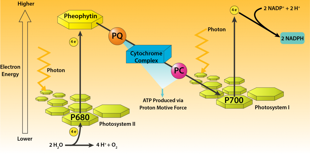 Overview of Oxygenic Photosynthesis in Cyanobacteria.