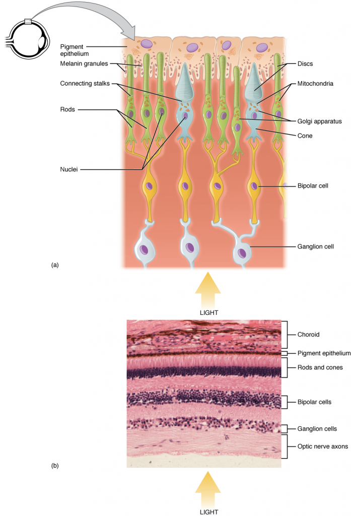 Photoreceptor. (a) All photoreceptors have inner segments containing the nucleus and other important organelles and outer segments with membrane arrays containing the photosensitive opsin molecules. Rod outer segments are long columnar shapes with stacks of membrane-bound discs that contain the rhodopsin pigment. Cone outer segments are short, tapered shapes with folds of membrane in place of the discs in the rods. (b) Tissue of the retina shows a dense layer of nuclei of the rods and cones.