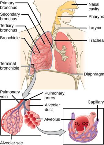 Route of inhalation