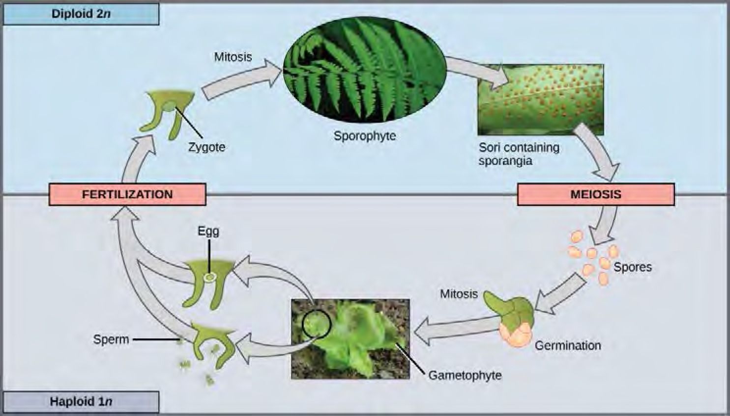  The fern life cycle begins with a diploid (2n) sporophyte, which is the fern plant. Sporangia are round bumps that occur on the bottom of the leaves. Sporangia undergo mitosis to form haploid (1n) spores. The spores germinate and grow into a green gametophyte that resembles lettuce. The gametophyte produces sperm and eggs that fuse to form a diploid (2n) zygote. The zygote undergoes mitosis to form a 2n sporophyte, ending the cycle.
