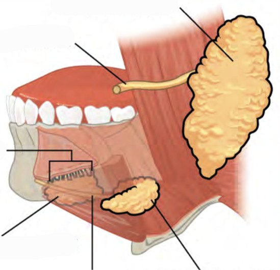 Predefined space o Label the major salivary glands and ducts of human mouth