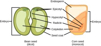 Monocots and dicots
