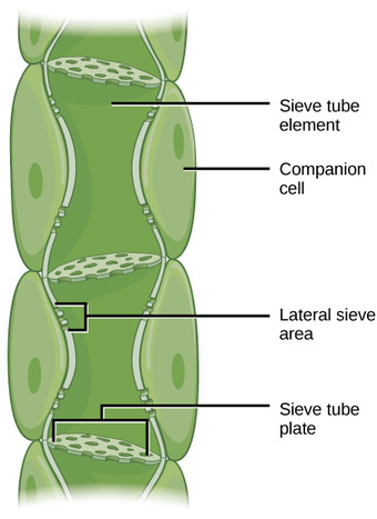 Translocation to the phloem