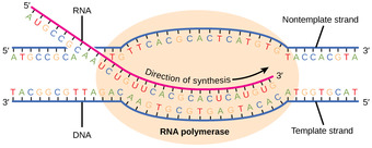 Elongation in prokaryotes