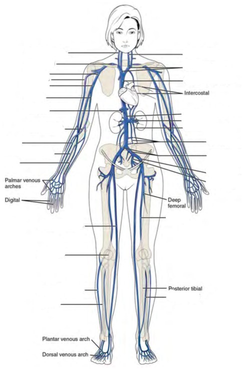 Predefined space to Label the major systemic veins of the human body