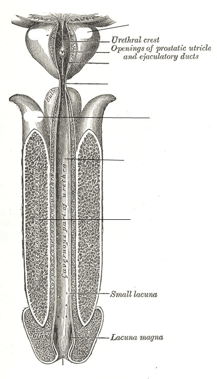 Predefined spaces to Label the structures of the male reproductive system