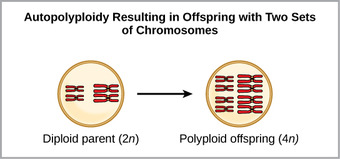 The generation of autopolyploidy