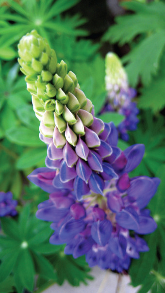 Wild lupine