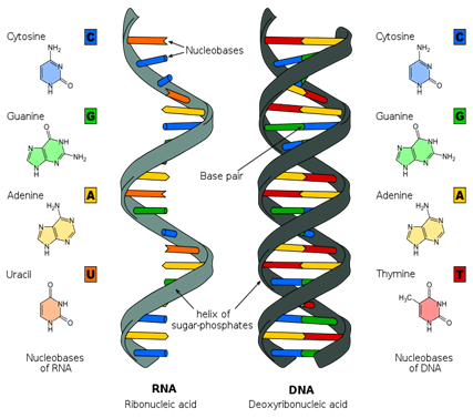 Figure 3.5 Two types of nucleic acids, RNA and DNA. 